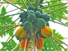 植物由来の原料